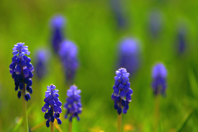 Hyacinths(2)