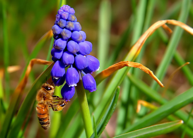 Bee with Hyacinth