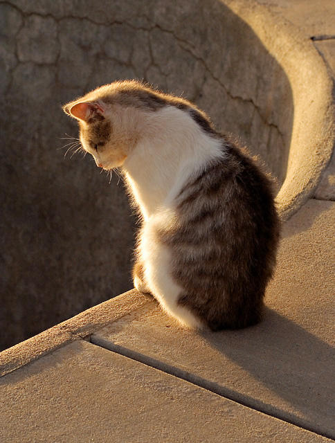 Thoughtful Cat