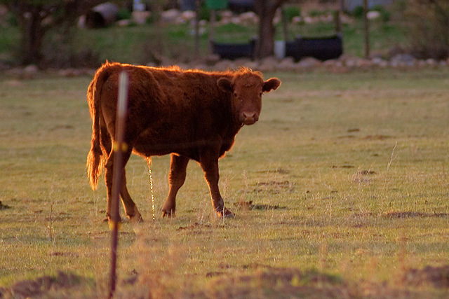 Peeing Cow