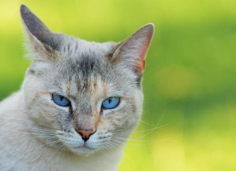 Cat headshot