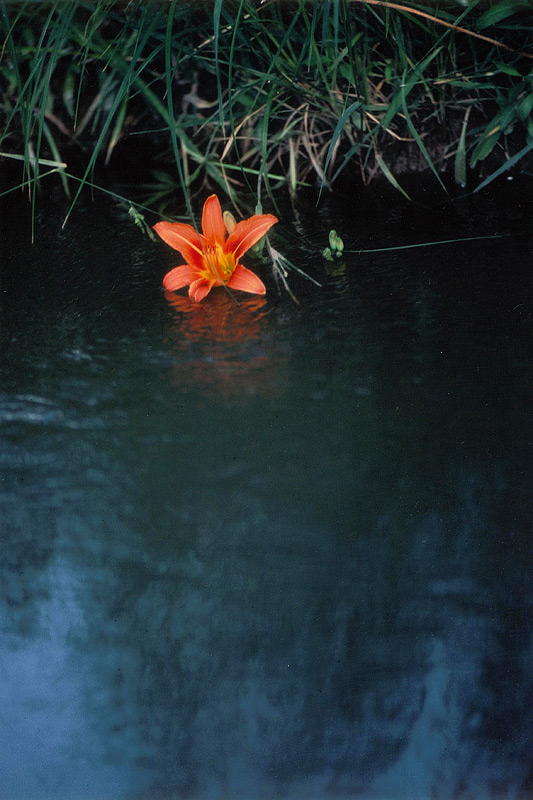 Lily