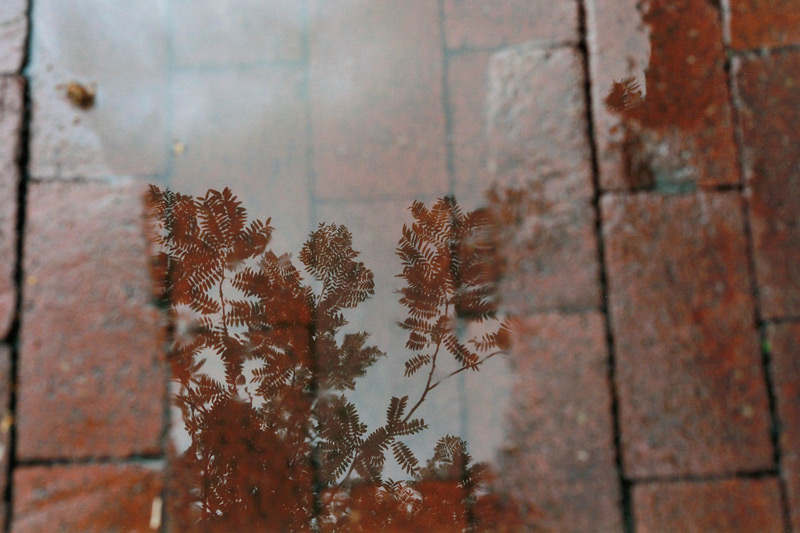 Leaves