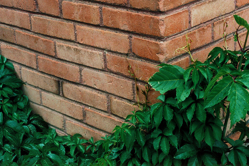Ivy