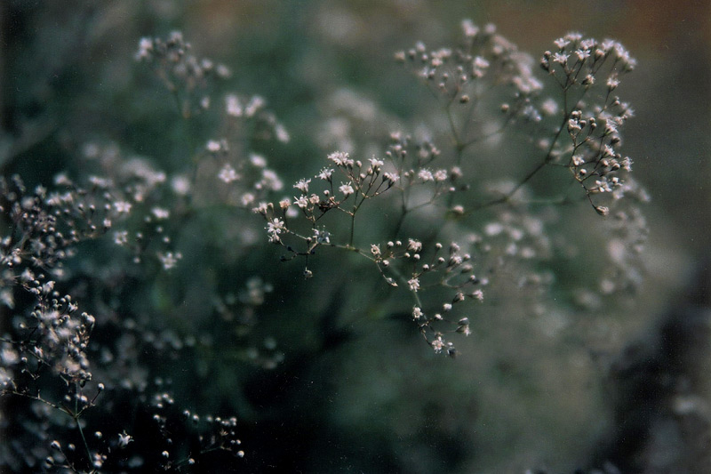 Baby's Breath