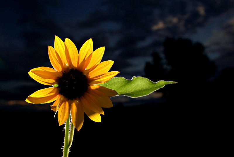 'Sun' flower