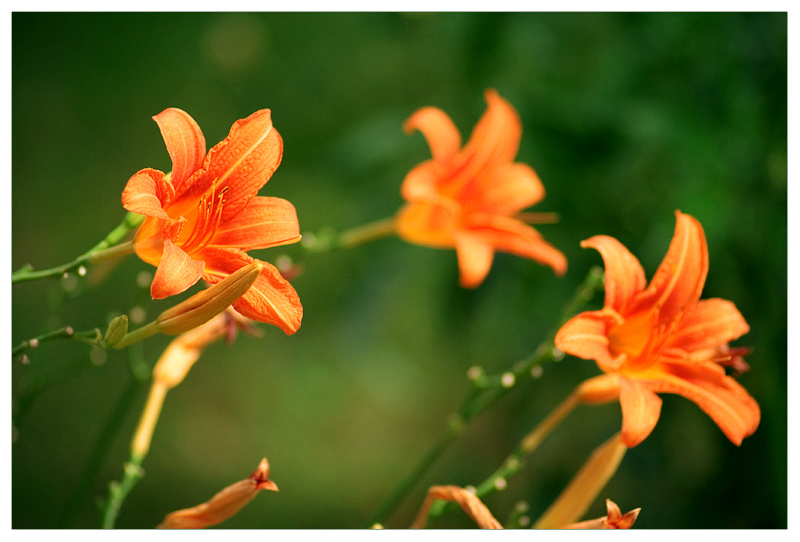 Lilies