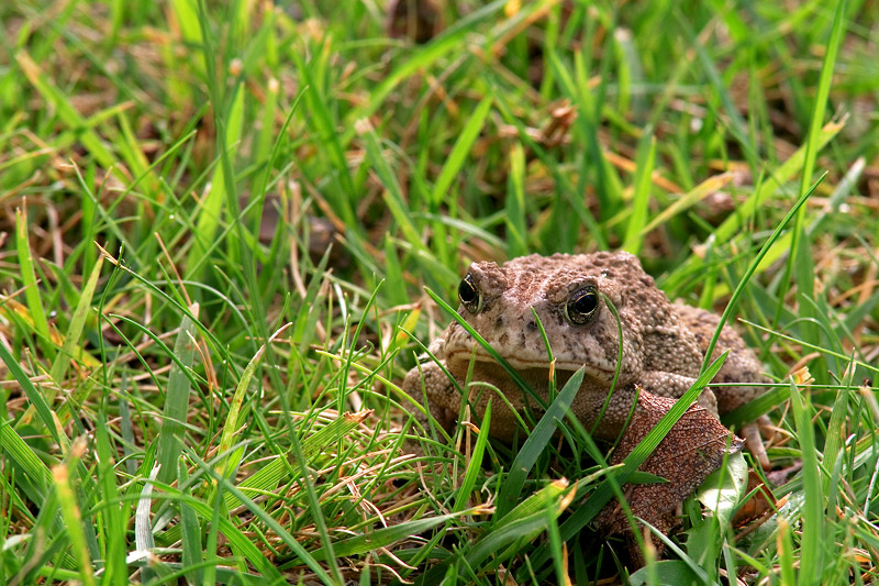 Toad