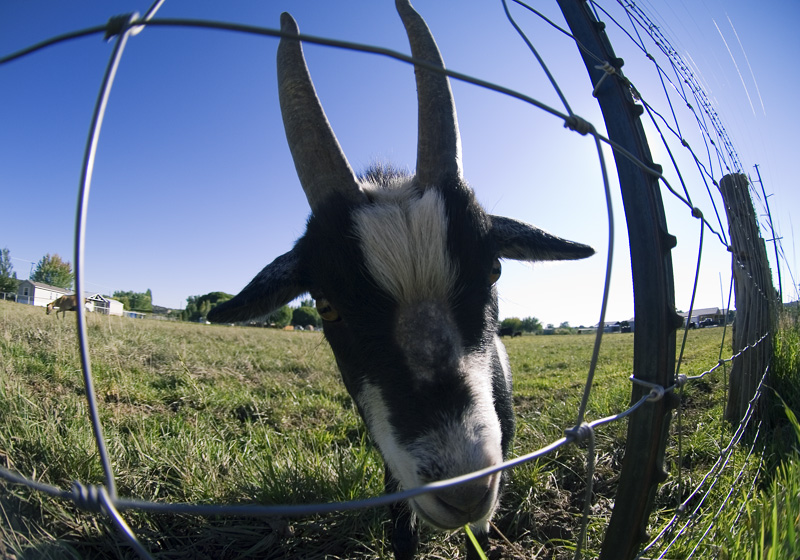 Goat