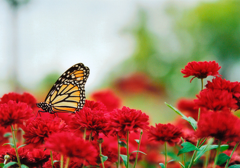 butterfly2.jpg