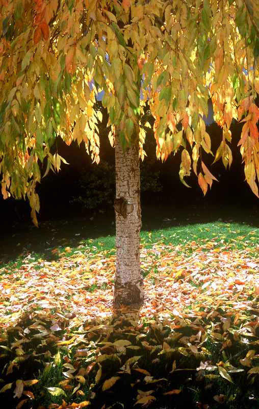tree.jpg