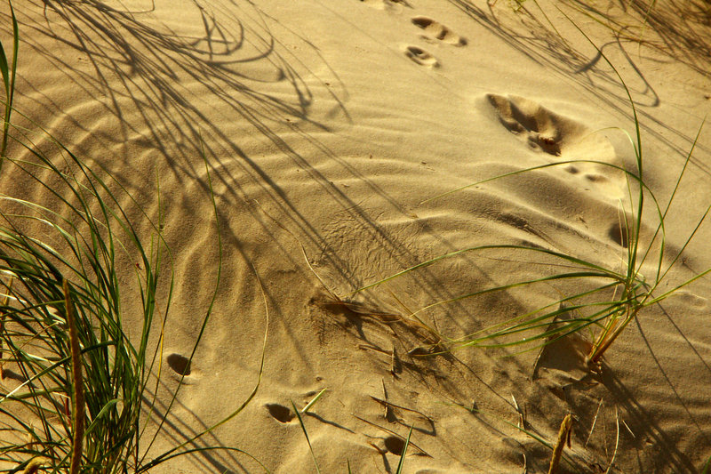 Michigan Sand