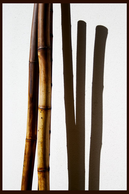 Bamboo