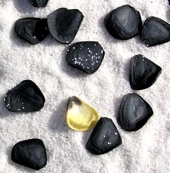 P1010153_Small.jpg