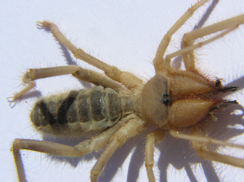 Spider.jpg