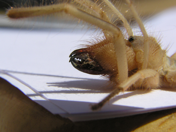 Spider2.jpg