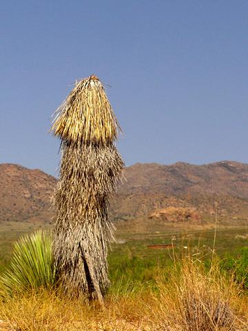 Yucca.jpg