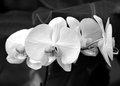 B&W---Week-4.jpg