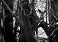 B&W-Week-8.jpg