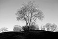 B&W Week 12.jpg