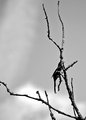 B&W-Week-16.jpg