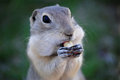 Gopher