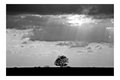B&W-Week-19.jpg