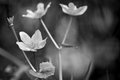 B&W-Week-20.jpg
