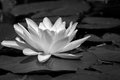 B&W-Week-25.jpg