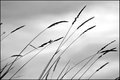 B&W-Week-34.jpg