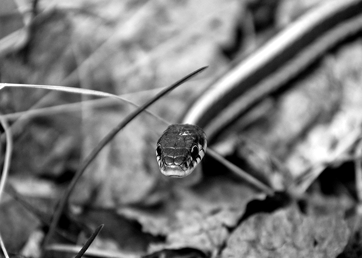 B&W-Week-10.jpg