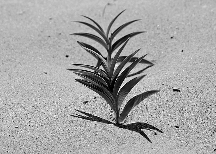 B&W Week 13.jpg
