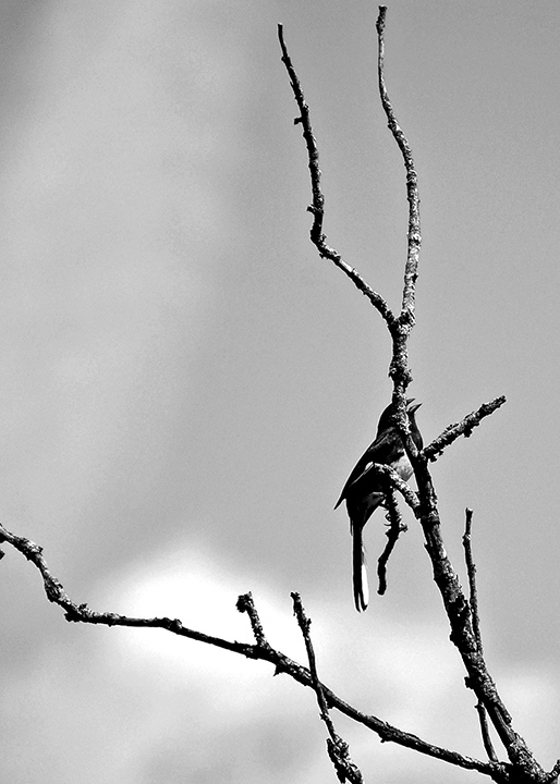 B&W-Week-16.jpg