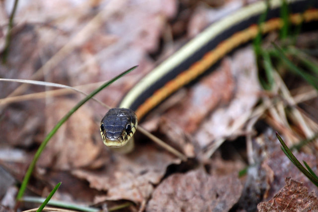 Garter Snake