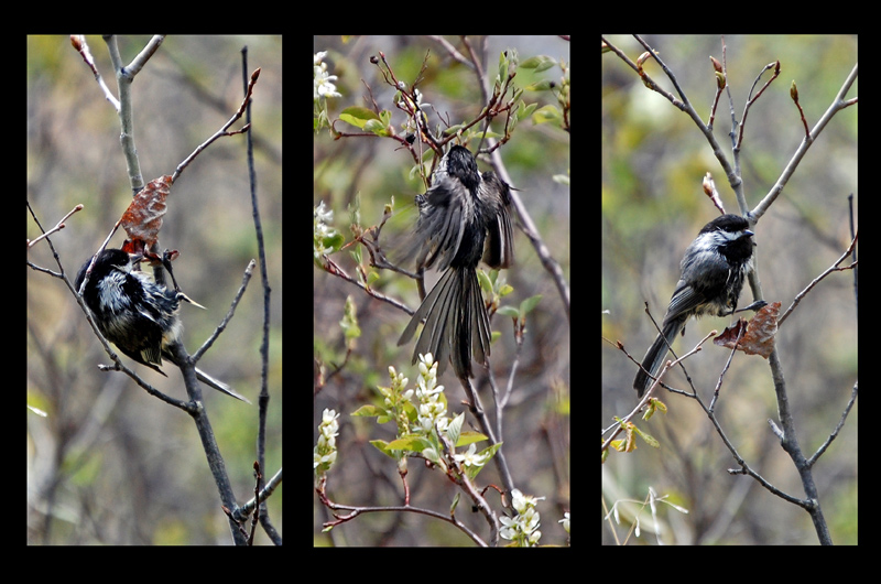 Chickadee.jpg