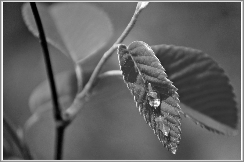 B&W-Week-18.jpg