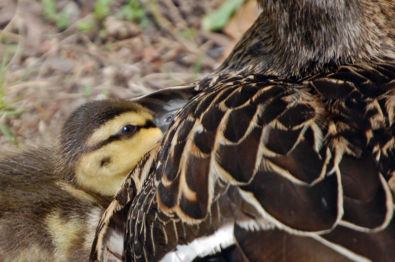 Ducking-with-Mom.jpg