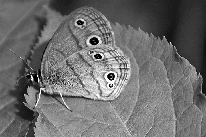 B&W-Week-24.jpg