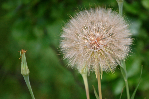 Big-Dandelion.jpg
