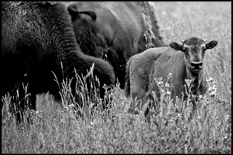 B&W-Week-28.jpg