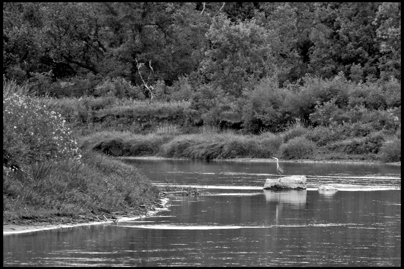 B&W-Week-32.jpg