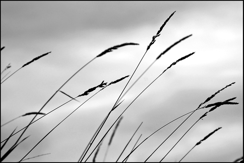 B&W-Week-34.jpg