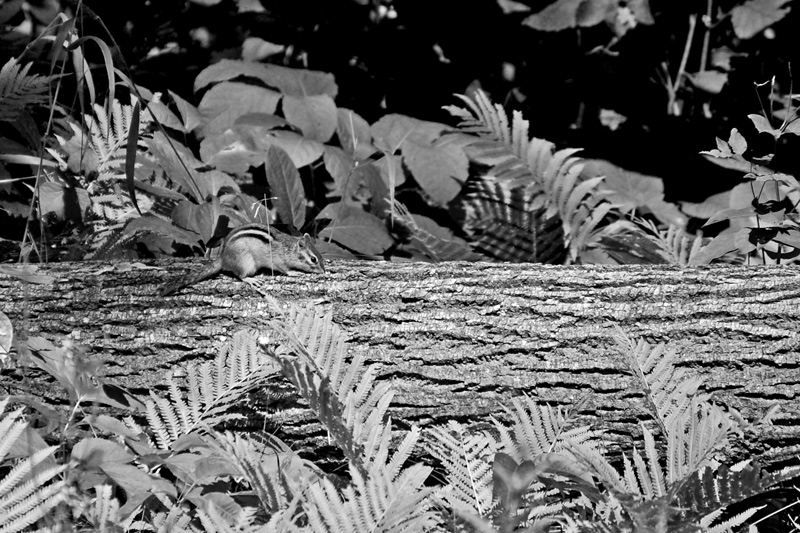 B&W-Week-35.jpg