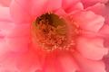 Cactus Flower Detail