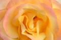 Yellow/Pink Rose