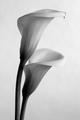 Hybrid Calla Lilies