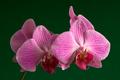 Pink Phaleonopsis