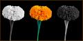 Marigold Threesome