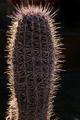 Backlit Cactus