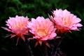 Cactus Flowers in the Sun